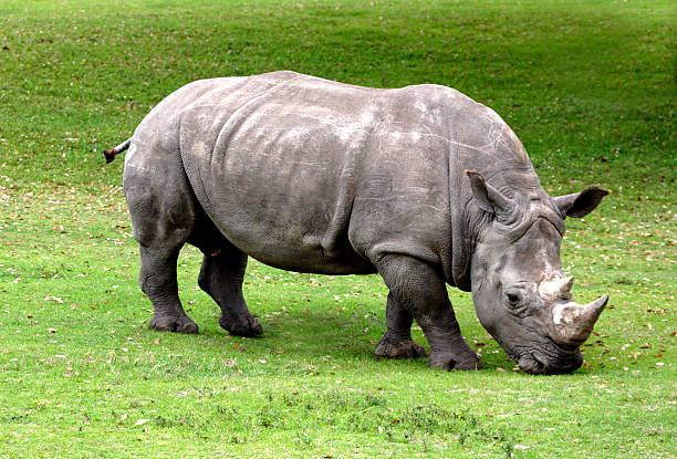 Two Horned Rhinoceros stock photo