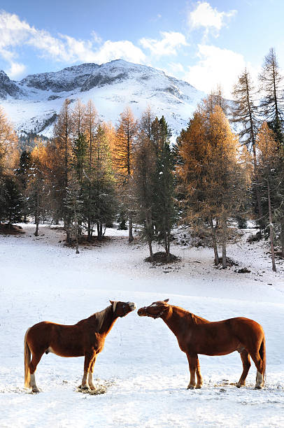 Two horses appear to be kissing. Switzerland stock photo