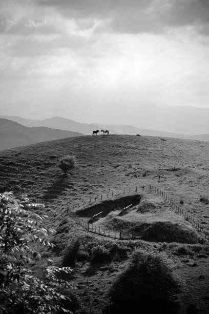 two horses face to face on mountain in black and white stock photo