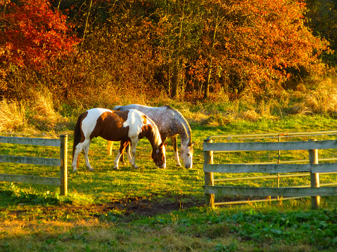 two-horses-graze-at-sunset-in-autumn-picture-id532700709?k=6&m=532700709&s=170667a&w=0&h=y7GNPQi7kSEZISyr2KSa0MVIV1wzsJdouiX5Li5bJhg=