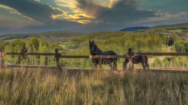 Two horses in a pasture in the mountains. stock photo