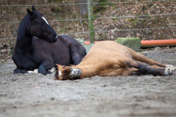 two Horses lay down to sleep. Ill horse with colic  pferd stock pictures, royalty-free photos & images
