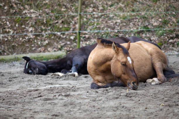 two Horses lay down to sleep. Ill horse with colic  pferd stock pictures, royalty-free photos & images