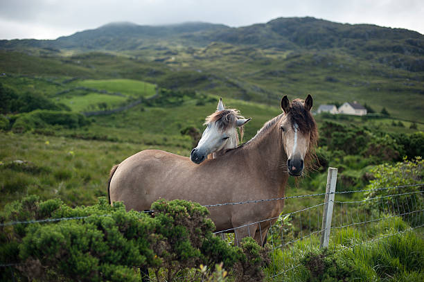 Two horses nuzzling in the country side Two horses together in a field in Connamara, Co. Galway, Ireland. connemara stock pictures, royalty-free photos & images