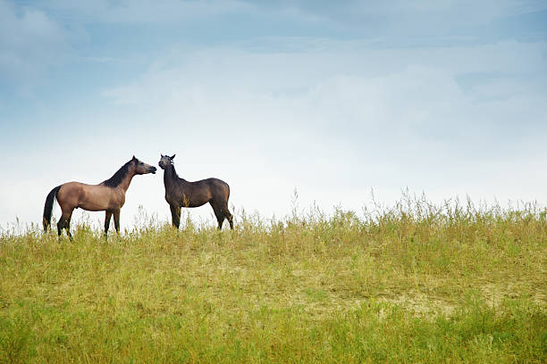Two horses stock photo
