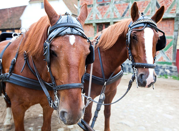two horses two horses jutland stock pictures, royalty-free photos & images