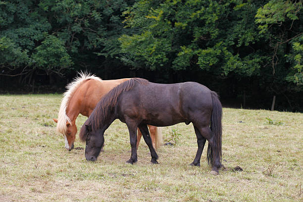 two horses two horses feeding close to Arhus jutland stock pictures, royalty-free photos & images