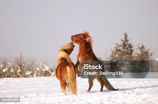 istock two horses playing in the snow 161373255