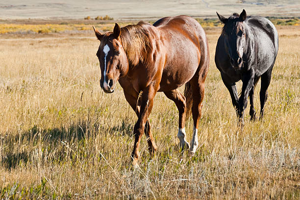 Two Horses Walking on the Plains of Montana Horses roaming the plains are an iconic symbol of the American West. These horses were photographed while walking in a meadow at the Pine Butte Swamp Preserve near Choteau, Montana, USA. jeff goulden domestic animal stock pictures, royalty-free photos & images