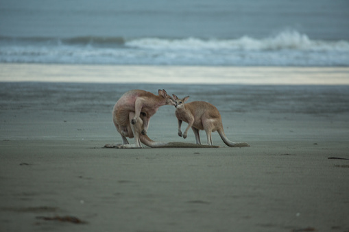 Couple of kangaroos on the beach.