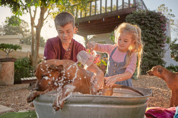 two kids washing their pet dog in a bucket outside, summer fun in a backyard or garden. siblings excited to clean their new foster puppies . brother and sister scrubbing their adopted rescue pets - save water bucket stockfoto's en -beelden