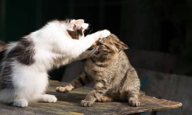 Two kittens are fighting in the game on a dark stock photo