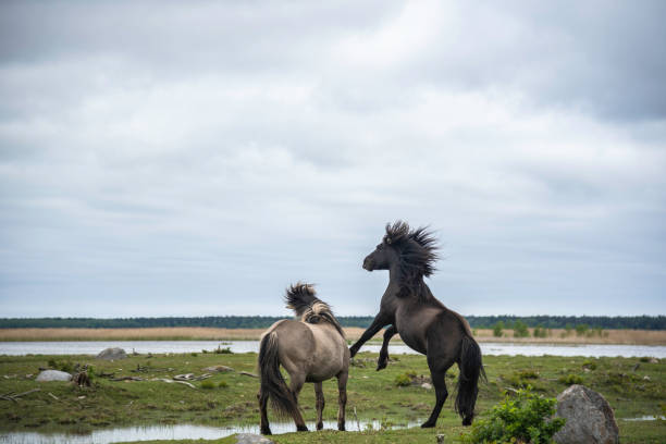 Two konik horse stallions are fighting at Engure lake, Latvia stock photo