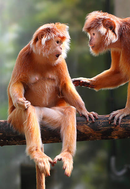 Two Langurs discussing. The Javan langur (Trachypithecus auratus). laughing monkey stock pictures, royalty-free photos & images