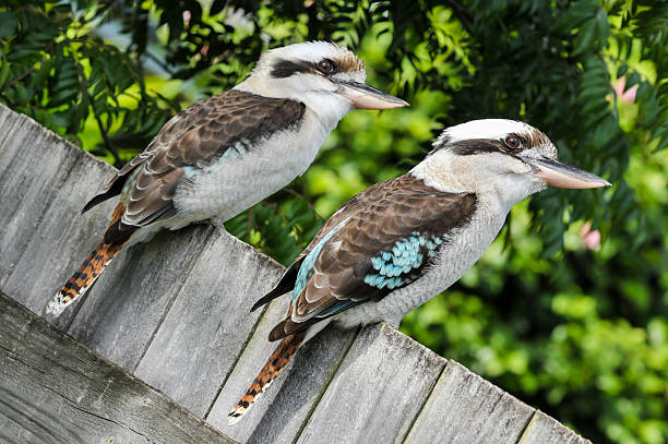 Two laughing kookaburra sit on a fence stock photo
