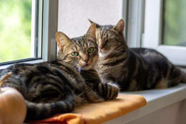 Two lazy domestic tiger cats lying on window sill relaxing Two lazy domestic tiger cats lying on window sill relaxing, hot summer day tabby cat stock pictures, royalty-free photos & images