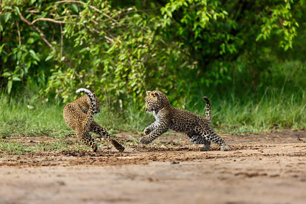 Two Leopard boys playing in Masai Mara stock photo