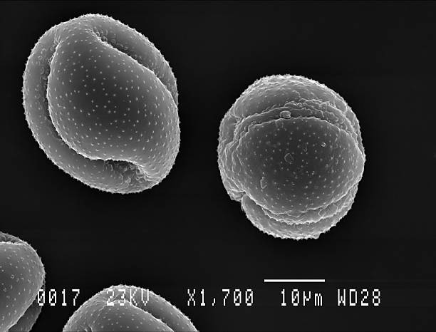 Two Lesser Celandine pollen particles Scanning electron micrograph of two pollen particles from Lesser Celandine flower. Nottingham, UK. April. electron microscope stock pictures, royalty-free photos & images