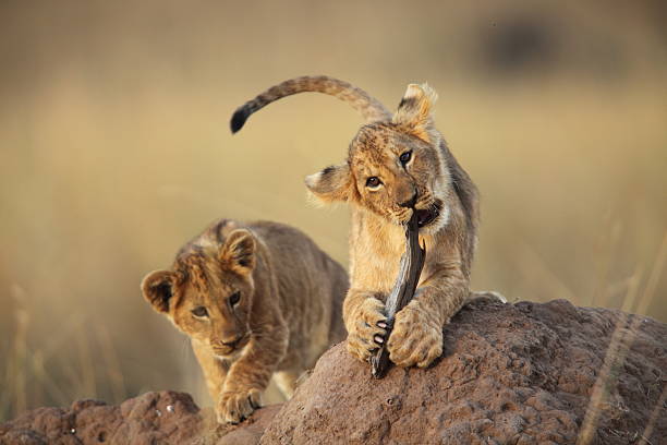 Two lion cubs playing on a dirt mound in the savanna grass stock photo