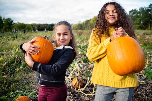 Two adorable mixed-race little girls of elementary age picking pumpkins for Halloween. Both are wearing warm clothes on a sunny autumn day. Horizontal three quarter length outdoors shot with copy space.
