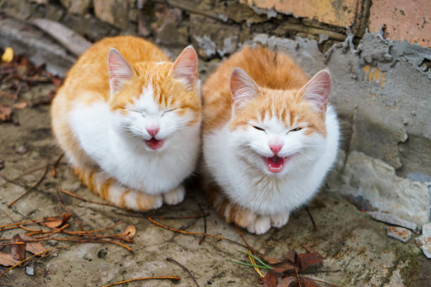 Two little homeless red and white kittens meowing and begging to the house Two little homeless red and white kittens meowing and begging to the house meowing stock pictures, royalty-free photos & images