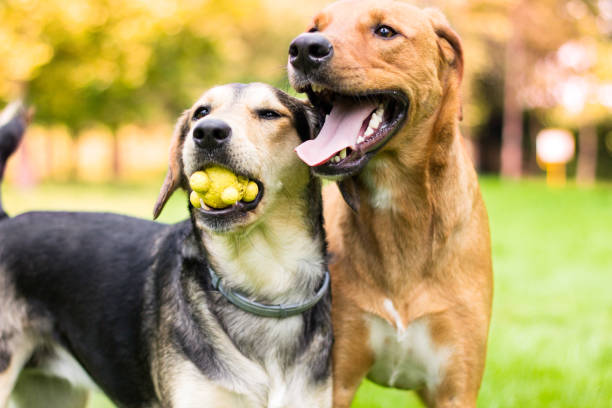Two lovely dog portrait in the public park stock photo