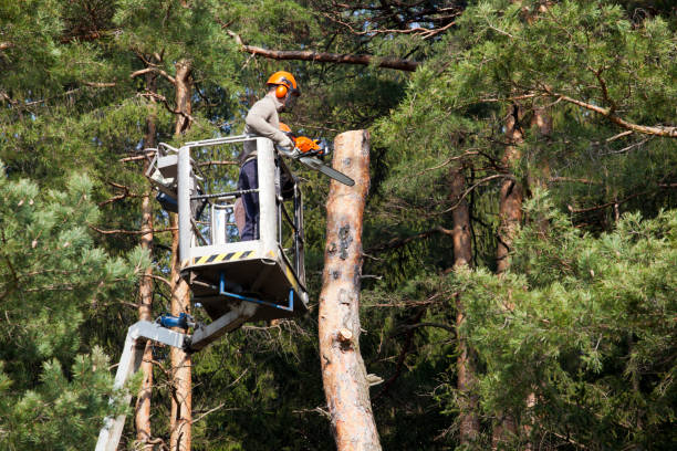 Two lumberjacks cut down a tree on the platform Two workers with a chainsaw trimming the tree branches on the high Hydraulic mobile platform. tree pruning stock pictures, royalty-free photos & images