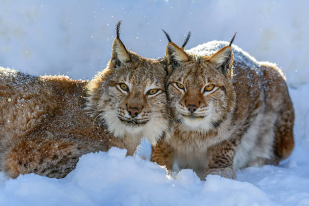 twee lynx in de sneeuw. de scène van het wild van de winteraard - lynx stockfoto's en -beelden