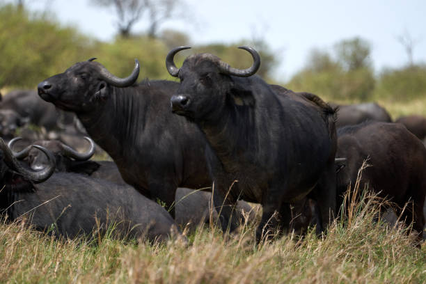 two male Kaffir buffalo standing guard in the herd to avoid predators in the masai mara nature reserve, kenya stock photo