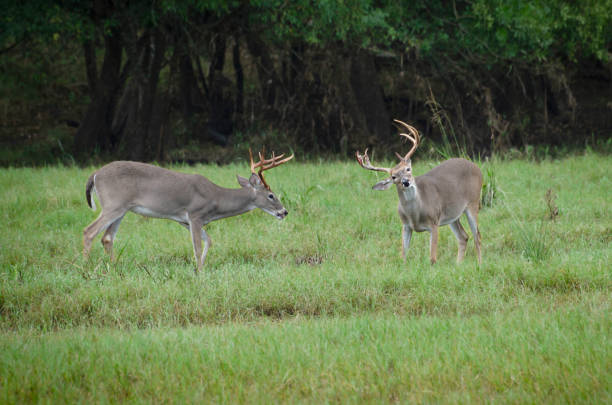 two male white tail stock photo
