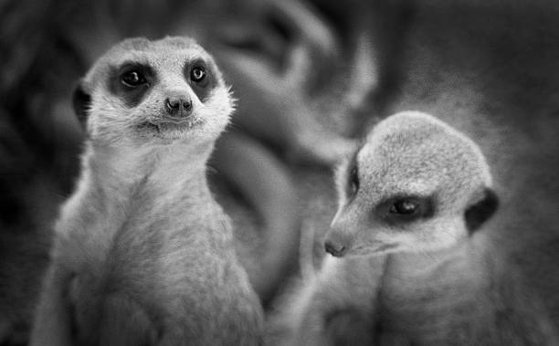 Two meerkats standing B&W stock photo