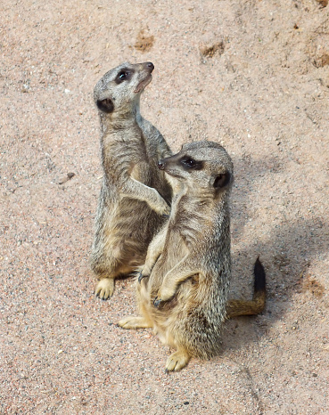 Two meerkats standing on a sandy ground in a zoo, Suricata suricatta, African small carnivores, Wild suricates on sand, photo of cute funny meerkats.
