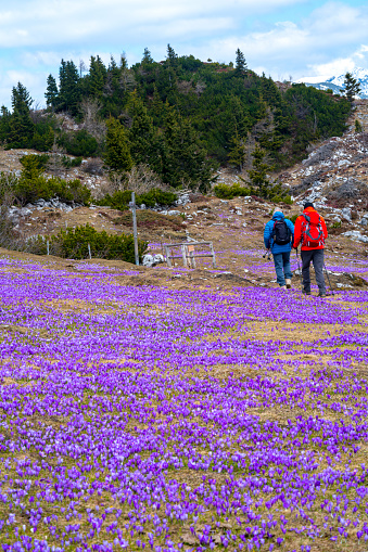 Two man, Parkinson disease patient walking on field of blooming purple crocus flowers on meadow growing near underground cove at spring time at Velika planina, Slovenia. Beautiful background with mountains, snow and clouds on the blue sky.