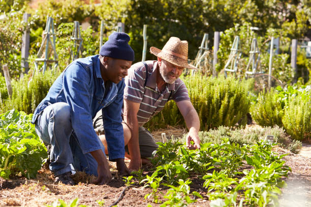Two Men Working Together On Community Allotment Two Men Working Together On Community Allotment community garden stock pictures, royalty-free photos & images