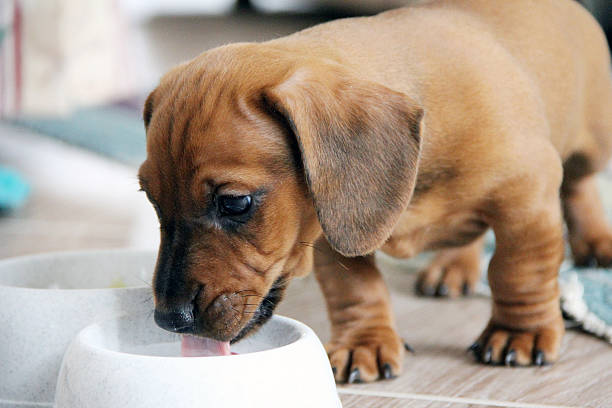 Two months old dachshund puppy smooth eating stock photo