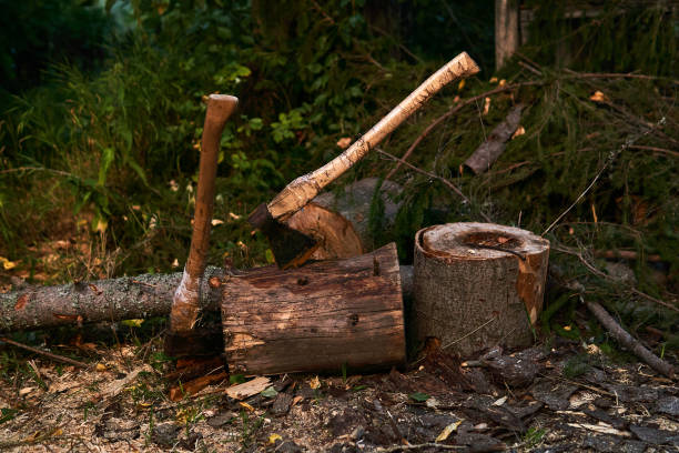 two old wood chopping axes stuck in a tree stump two old wood chopping axes stuck in a tree stump outdoors bushcraft stock pictures, royalty-free photos & images