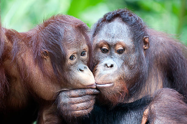 two Orangutans share intimate moment and kiss stock photo
