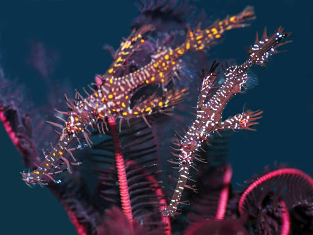Two ornate ghost pipefish stock photo