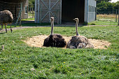 istock two ostriches lie in nest and hatch eggs 1344022167