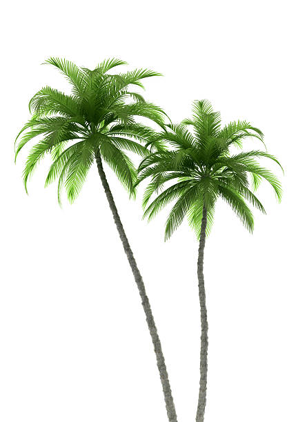 dos palmeras, aislado sobre fondo blanco con trazado de recorte - palm trees fotografías e imágenes de stock