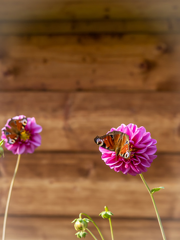 Two peacock butterflies on pink dahlia flowers, on a blurred wooden wall background.
