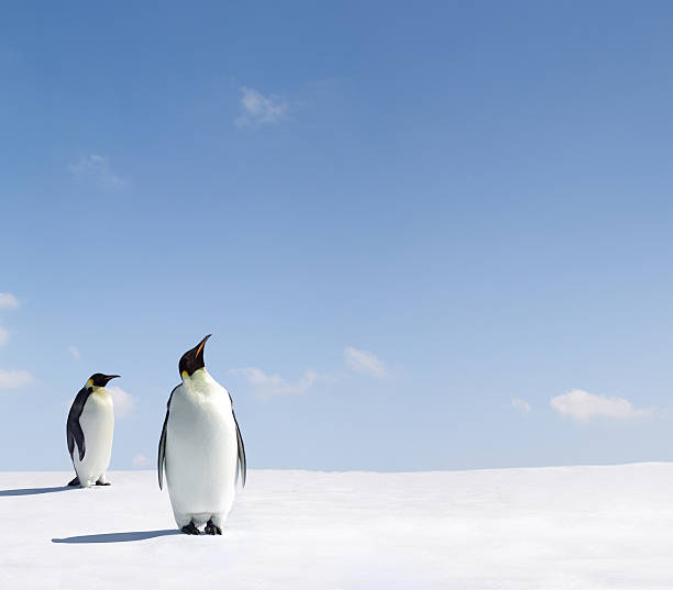 Two penguins looking up at the blue sky stock photo