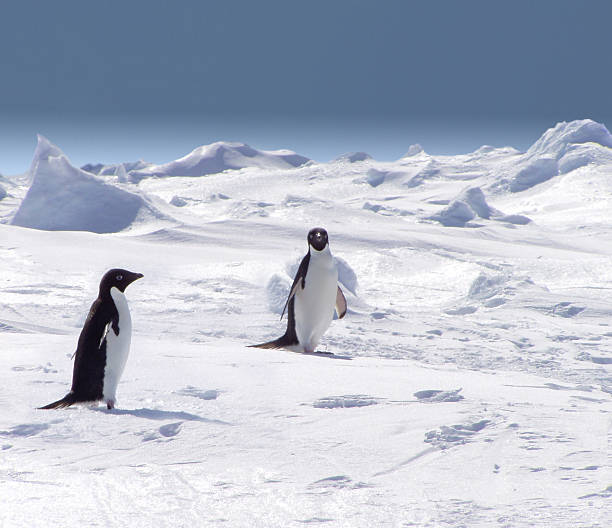 Two penguins on iceberg walking stock photo