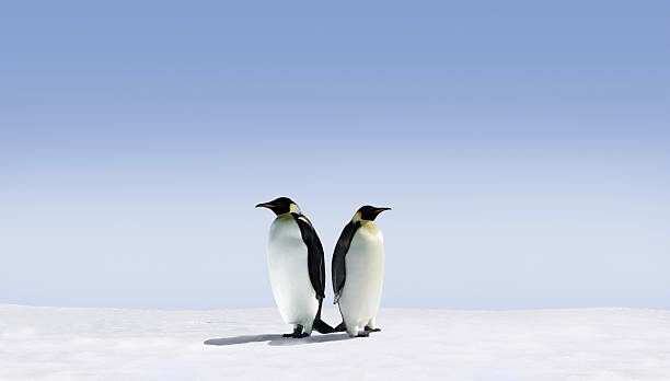 Two penguins standing back to back on a field of snow stock photo