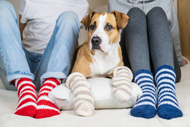 Two people and their dog in colorful socks sitting on the bed in the bedroom Staffordshire terrier and owners on the bed wearing similar colored socks, concept of a dog as a family member fluffy stock pictures, royalty-free photos & images