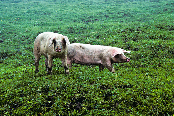 Two Pigs in a Meadow Visitors to the alpine meadows in Switzerland are frequently greeted by herds of dairy cows as well as other livestock. These two pigs were photographed while roaming the meadows at Kleine Scheidegg near Grindelwald, Bern Canton, Switzerland. jeff goulden domestic animal stock pictures, royalty-free photos & images