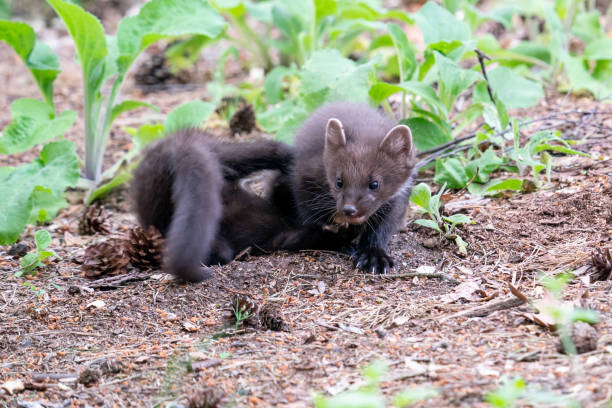 Two pine marten cubs are playing on the forest floor stock photo
