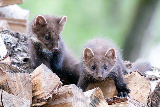 Two pine marten cubs are standing on a woodpile stock photo