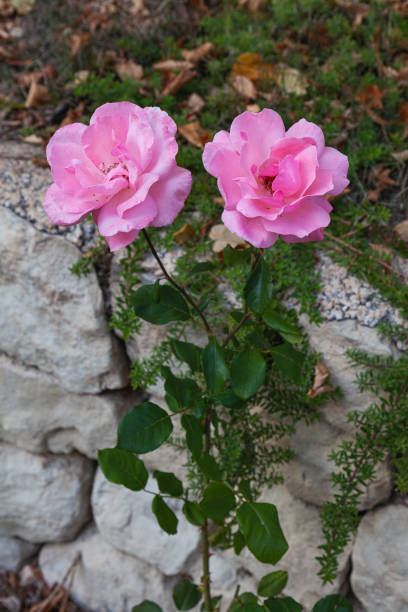 Two pink roses planted in front of a stone wall stock photo