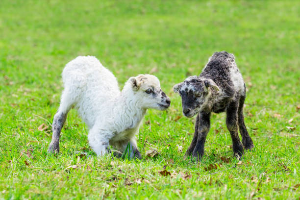 Two playing newborn lambs in green meadow stock photo